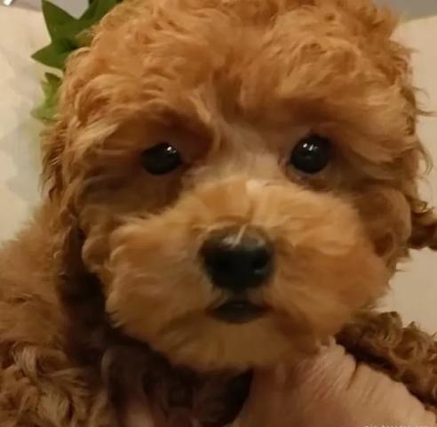 ティーカッププードル
