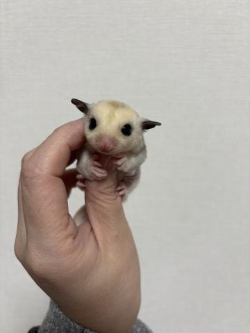 モザイク（パイド血統）