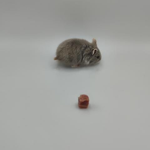 キャンベルハムスター
