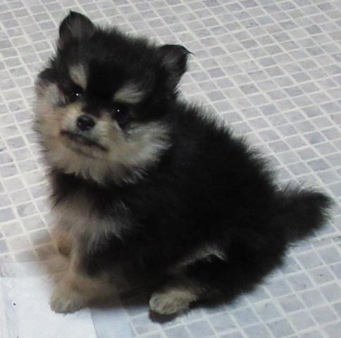 ミルキーウェイ犬舎