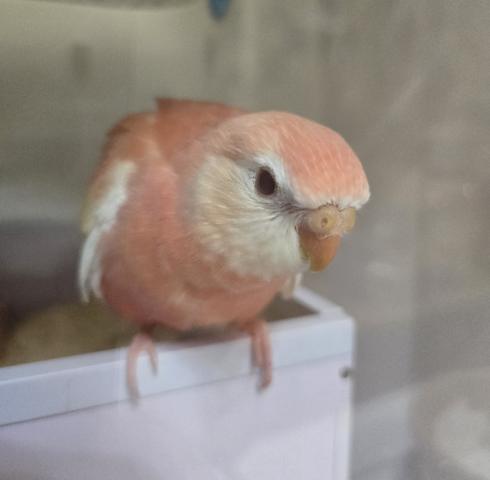 アキクサインコ