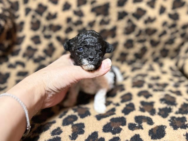 パーティカラーの可愛い僕