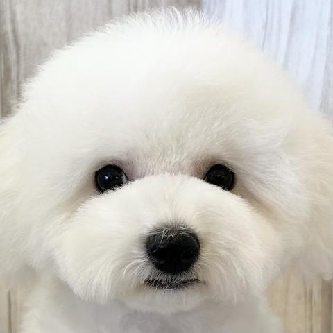 ビションフリーゼ
