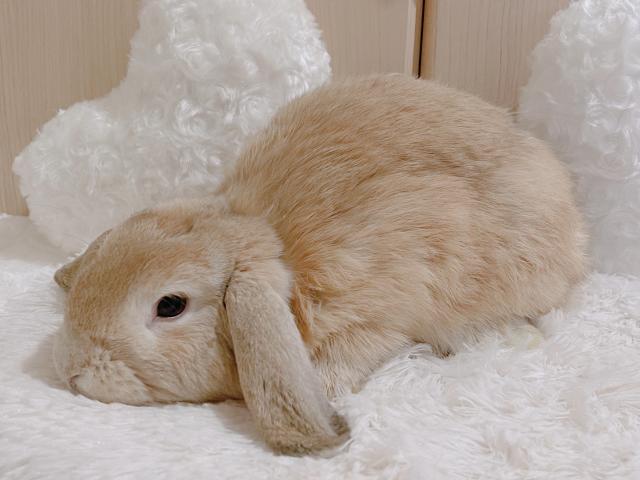ホーランドロップ