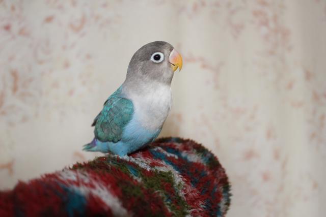 ボタンインコ