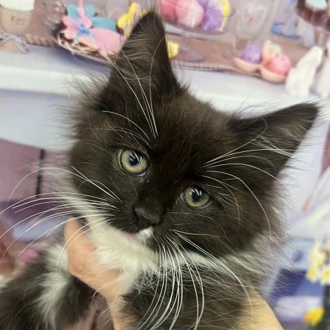 ノルウェージャンフォレストキャット