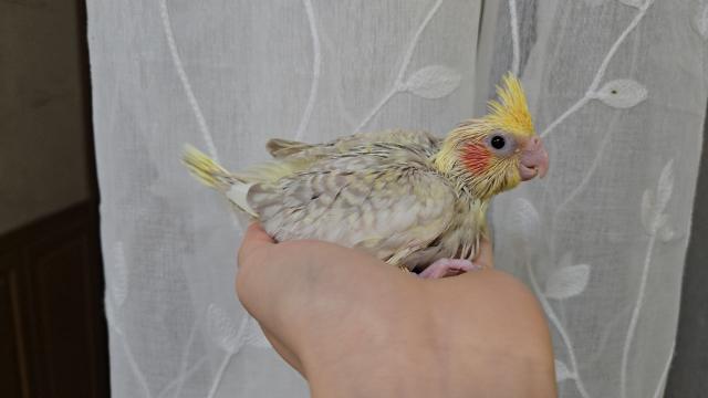 オカメインコ