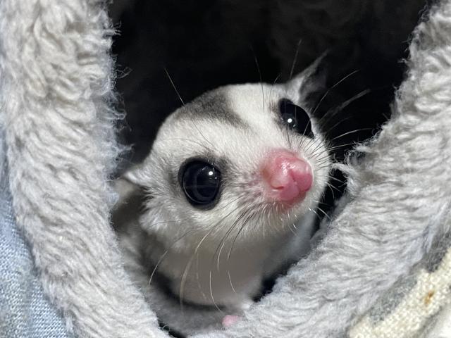 みにあに