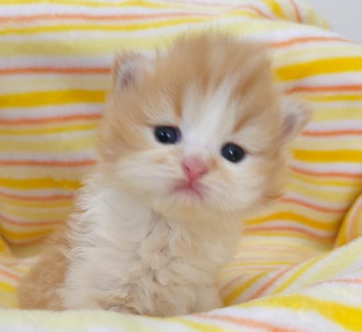 💕くりくりおめ目の甘えん坊ちゃん💕