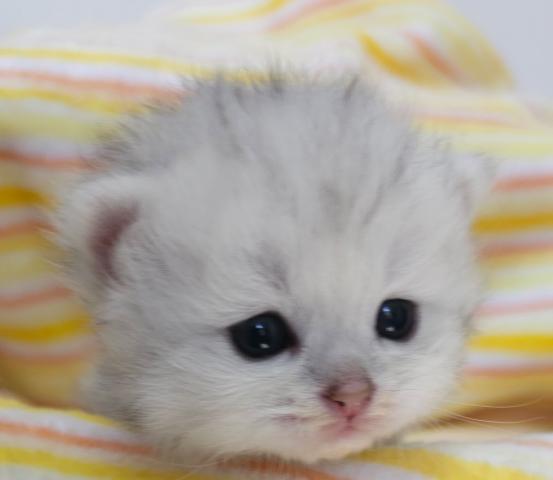 💎もふもふ甘えん坊の男の子💎
