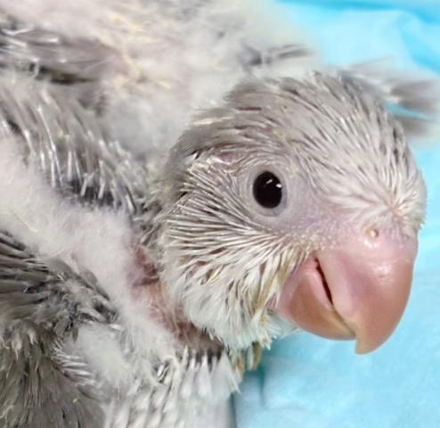 オキナインコ