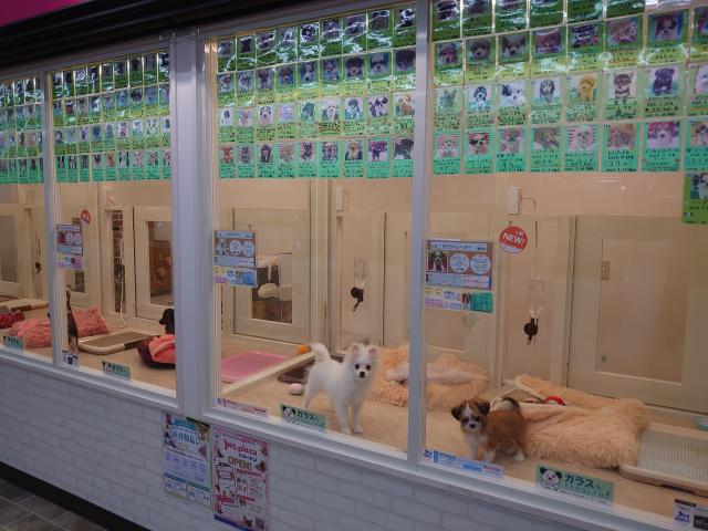 ペットプラザ三和こどもの国店