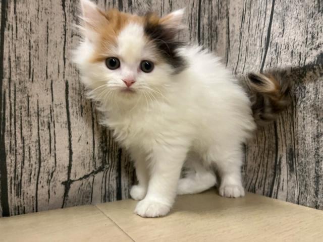 スコティッシュフォールド