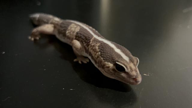 ニシアフリカトカゲモドキ