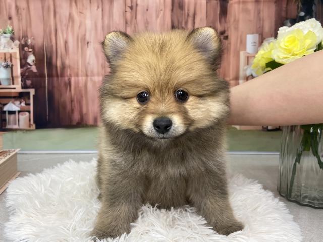 ポメラニアン