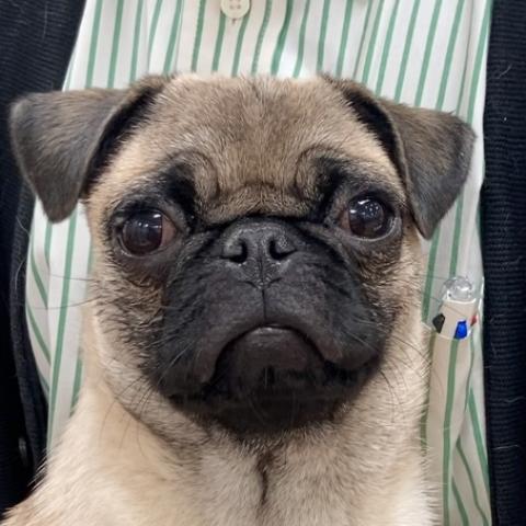 パグ