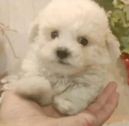 ビションフリーゼ