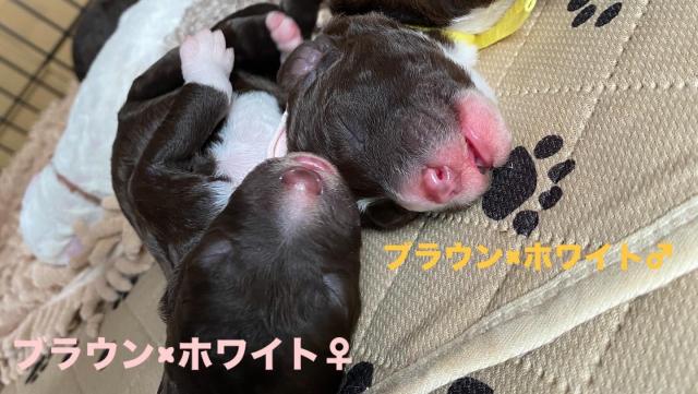 パーティーカラー