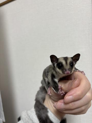 ノーマルhetプラチナ