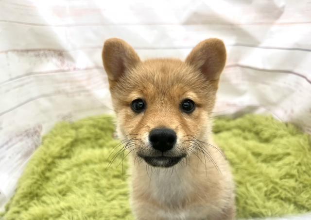 柴犬