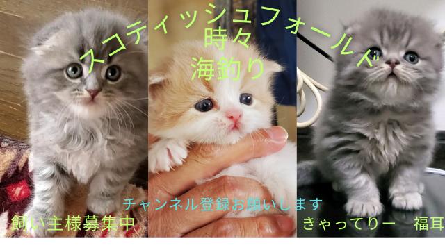 きゃってりー　福耳