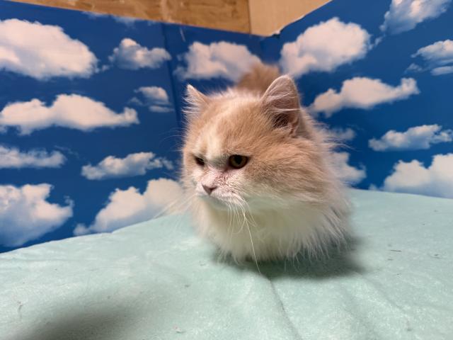 マンチカン