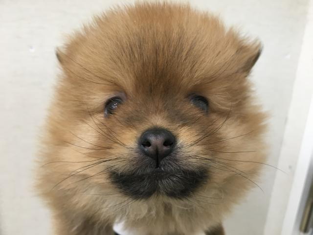 ポメラニアン