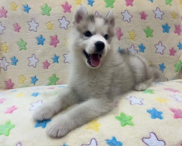 シベリアンハスキー