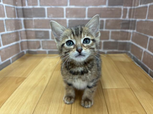 ベンガル