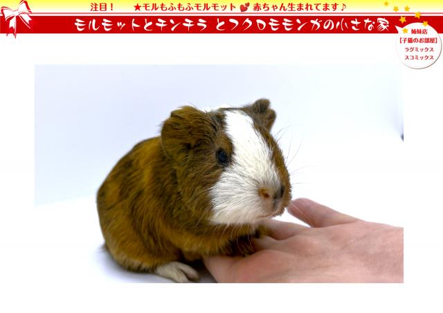 💖期間限定15パーセントOFFクーポン配布中