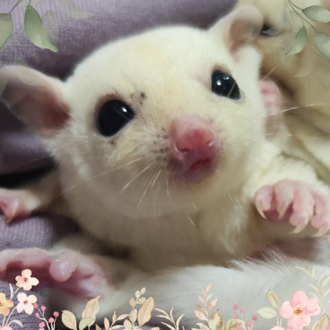 リューシ