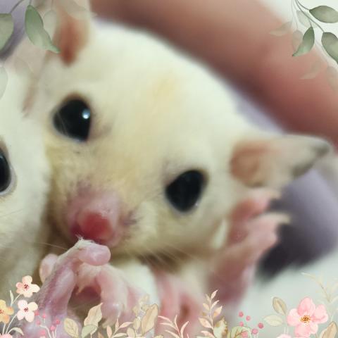 リューシ
