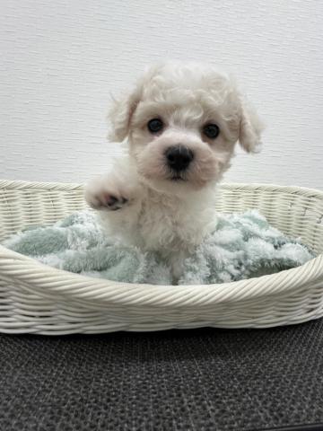 ビションフリーゼ
