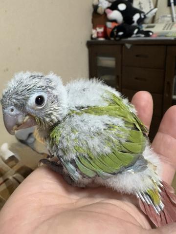 ウロコインコ：ダイリュート♂