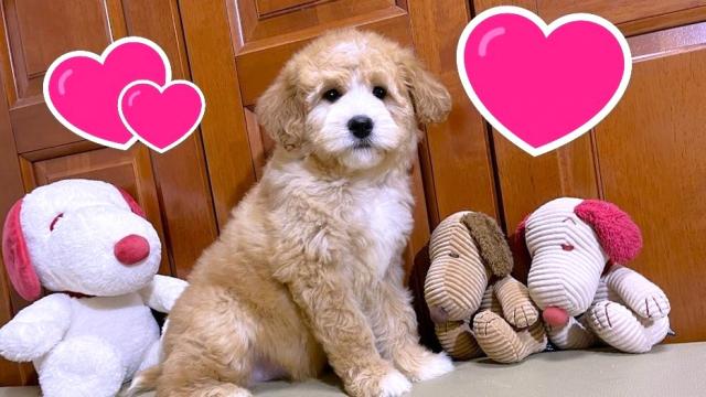 💕パーティプランドゥードゥル💕パーティーカラーのプードルとバーニーズの子犬♪