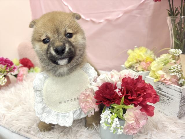 豆柴犬