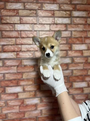 ウェルシュコーギーペンブローク