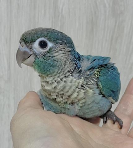 バイオレットインブルー　ウロコインコ
