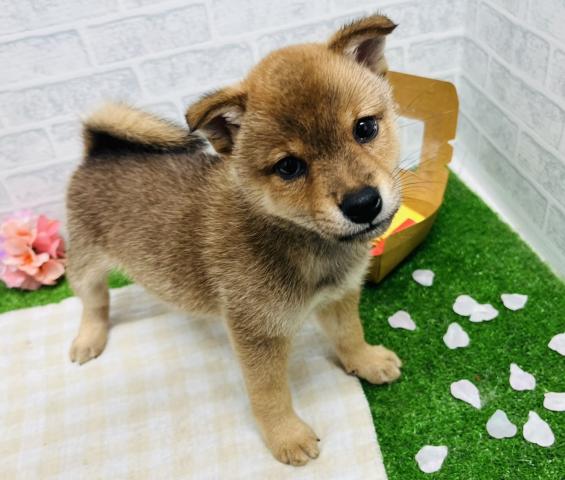 柴犬豆柴