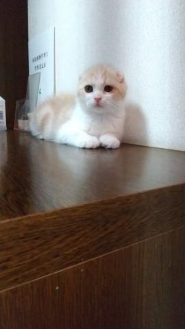 スコティッシュフォールド
