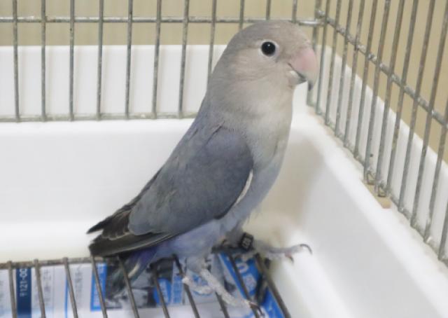 コザクラインコ