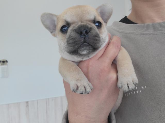 フレンチブルドッグ