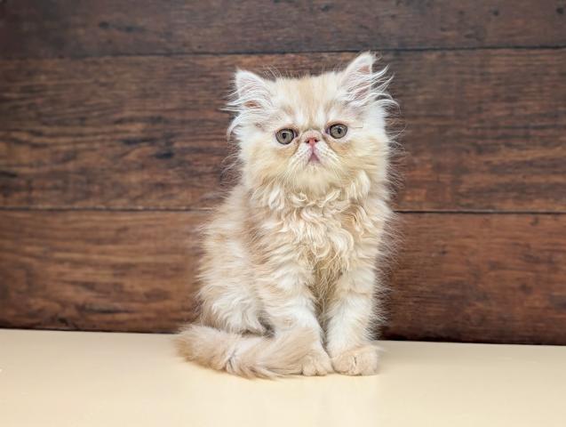 エキゾチックショートヘアー