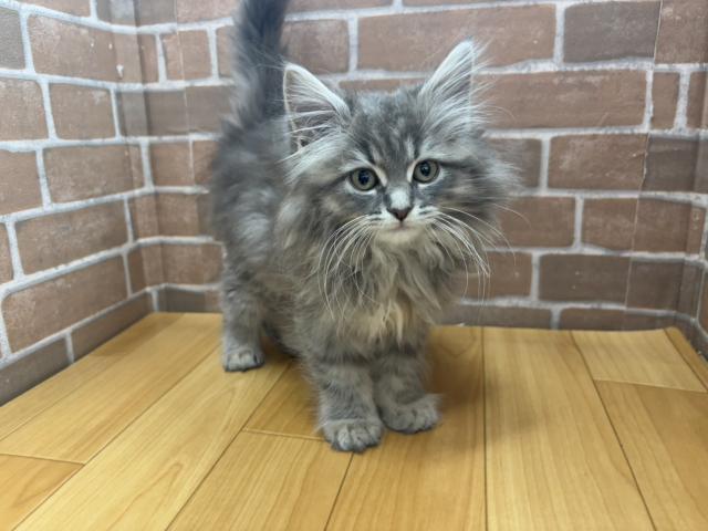 サイベリアン