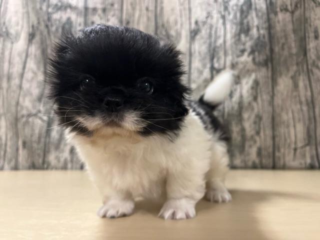 ペキニーズ