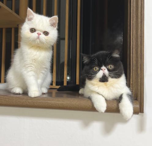 エキゾチックショートヘアー