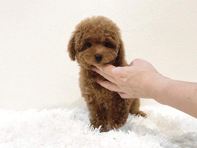 トイプードル