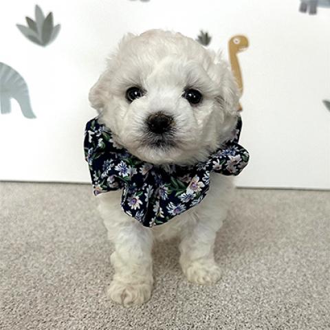 ビションフリーゼ