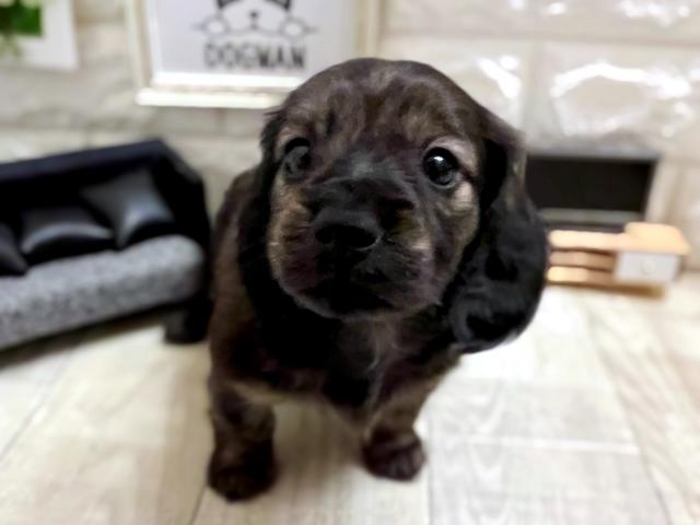 特別価格☆【版画（額縁なし）】『ジュネリコ』（犬 ミニチュア
