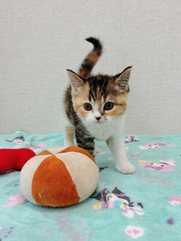 スコティッシュフォールド